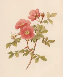 Rosa inglesa